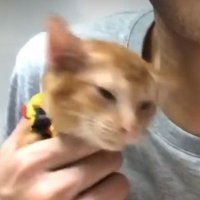 🍮 (@ooooooorangecat) 's Twitter Profile Photo