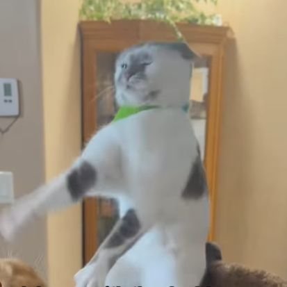 Familiacoin's profile picture. Let's get this bread 🍞