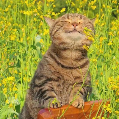 Mumu__131's profile picture. Be kind and patient ～。～
DeFi / meme