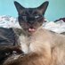 Sapphire's World (@claws2025) Twitter profile photo Sapphire's World (@claws2025) Twitter profile photo