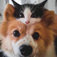 ともさやか (@tomosayaka11) 's Twitter Profile