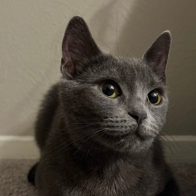 p1tchaya's profile picture. Enthusiasm Enthusiast