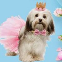 PicklesBottom 👑 #BelieveInTzuKingdom #BeKind 👑 (@picklesbottom) 's Twitter Profile Photo PicklesBottom 👑 #BelieveInTzuKingdom #BeKind 👑 (@picklesbottom) 's Twitter Profile Photo