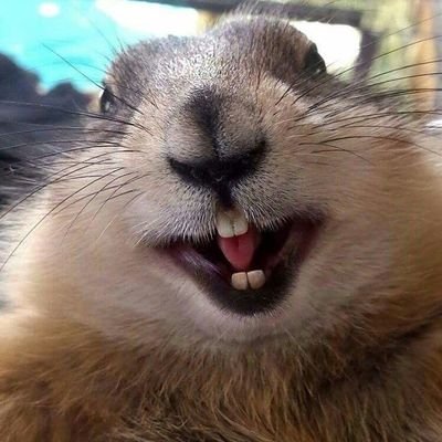 enih twitter bru dibikin abis itu ga dipake lagi, aku mau pake lagi, ayo follow ntar lngsng di follback