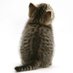 jen (@num1catlover) Twitter profile photo jen (@num1catlover) Twitter profile photo