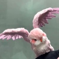 Coi (@coi_leray) 's Twitter Profile Photo Coi (@coi_leray) 's Twitter Profile Photo