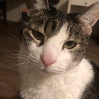 Stop the Lying (@stopthelying1) 's Twitter Profile