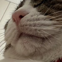 島田御前 (@shimada5zen) 's Twitter Profile