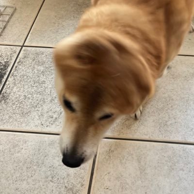 hokke_susuki's profile picture. 🎑 #こちら春爛漫アットホームな現場です