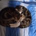 Helen Buchanan (@2felines8) Twitter profile photo Helen Buchanan (@2felines8) Twitter profile photo
