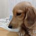 daschund (@doggedeggod) Twitter profile photo daschund (@doggedeggod) Twitter profile photo