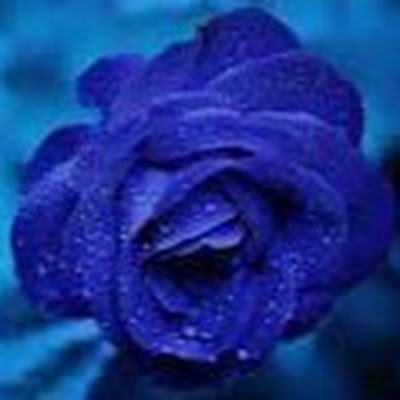 NajmaAnjum3252's profile picture. 