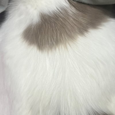 kitsune__17's profile picture. 애옹쓰