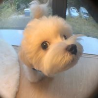 AdamDataNotes (@esproc_desktop) 's Twitter Profile