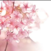Psflorry (@psflorry) 's Twitter Profile