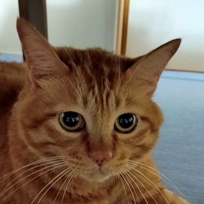 sankims's profile picture. 沖縄出身としては古い方の世代になってしまったかも。左寄りのサヨクは相変わらず。軍事力と歴史捏造・改竄が許せない。