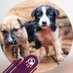 Azadogscare (@azadogscare) Twitter profile photo Azadogscare (@azadogscare) Twitter profile photo