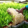 uruhimbi's profile picture. The leading Hydroponic Fodder entity in Rwanda.