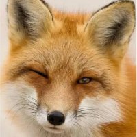 KKOIKK_ (@kkoikk_art) 's Twitter Profile