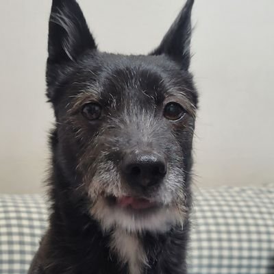 RazE______'s profile picture. 홀로라이브보고있어요