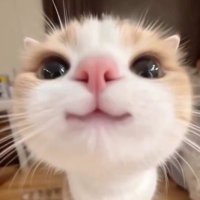 なのか (@gi6mm89k8s67930) 's Twitter Profile
