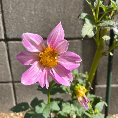 mukku3333's profile picture. 悩める40代独身女のつぶやきと愚痴