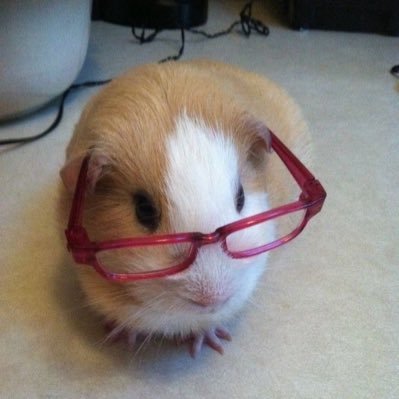 ehchoo's profile picture. 