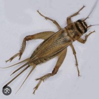 Jirjirak (@jirjira46772524) 's Twitter Profile