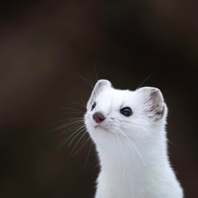 mach3tenotext's profile picture. in varietate concordia