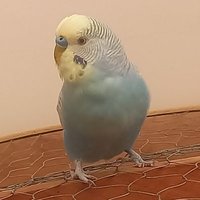 gabriel_artstudio (@gabrielart97) 's Twitter Profile
