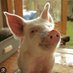 $Lave Piggy Pay๐ฐ (@piggypay637) Twitter profile photo $Lave Piggy Pay๐ฐ (@piggypay637) Twitter profile photo