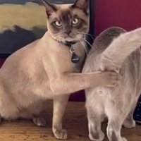 もけもけ千秋楽スロ中毒凹気味 (@moke1515moke) 's Twitter Profile Photo