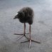 Mr_pukeko (@indieguitarists) Twitter profile photo Mr_pukeko (@indieguitarists) Twitter profile photo