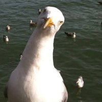 Uyuz Alver (@korsan_marti) 's Twitter Profile Photo Uyuz Alver (@korsan_marti) 's Twitter Profile Photo