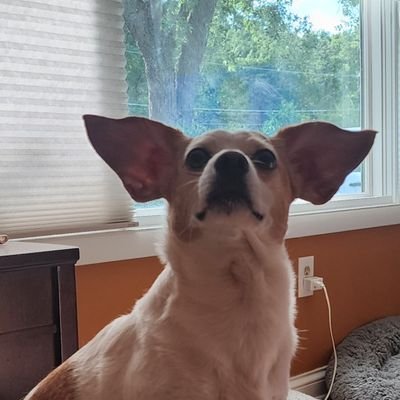 Luis_E_Bet's profile picture. Trump 45/47 LFG!
No DMs!