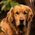 The Golden Retriever World 🌐 (@thegolden_world) Twitter profile photo The Golden Retriever World 🌐 (@thegolden_world) Twitter profile photo