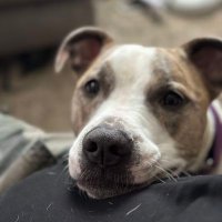 Dave (@handsomestdave) 's Twitter Profile