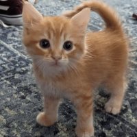 shin (@shin) 's Twitter Profile