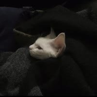 cs_krs's profile picture. 中德 | 生物医学工程 🧠🔬 | Coffee, code & curiosity