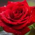 Rose (@teleorose) Twitter profile photo Rose (@teleorose) Twitter profile photo