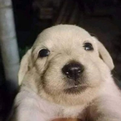 deepMineCap's profile picture. Animal and crypto lover

Best @VestExchange referral:  DMINC  🐶 using me and win a dog