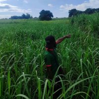 Mlimi wa n'zimbe - Thighzo (@thighzok) 's Twitter Profile