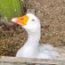 cat (@catmaybeduck) Twitter profile photo cat (@catmaybeduck) Twitter profile photo