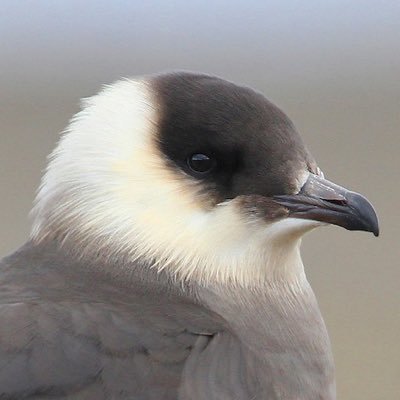 skua Profile