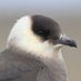 skua (@skeevyskua) Twitter profile photo skua (@skeevyskua) Twitter profile photo