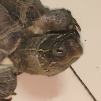 yufeiiiiiiiiii's profile picture. 回复全靠翻译器
纯转发推文来的无营养账号，不过头像是我家乌龟它很可爱