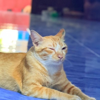 Panukarn664564's profile picture. 