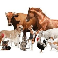 KRISHNA (@krishna81600) 's Twitter Profile
