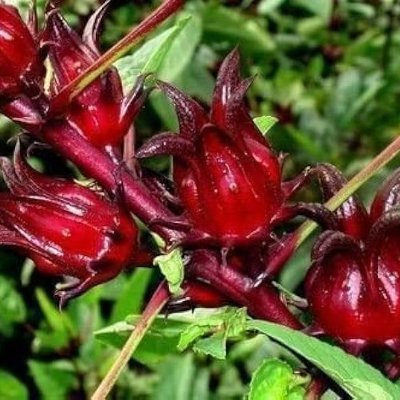 S0urRel5's profile picture. rum rum rum