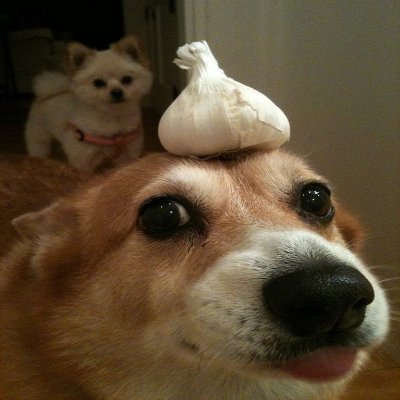 TheGroovin's profile picture. weeb scum